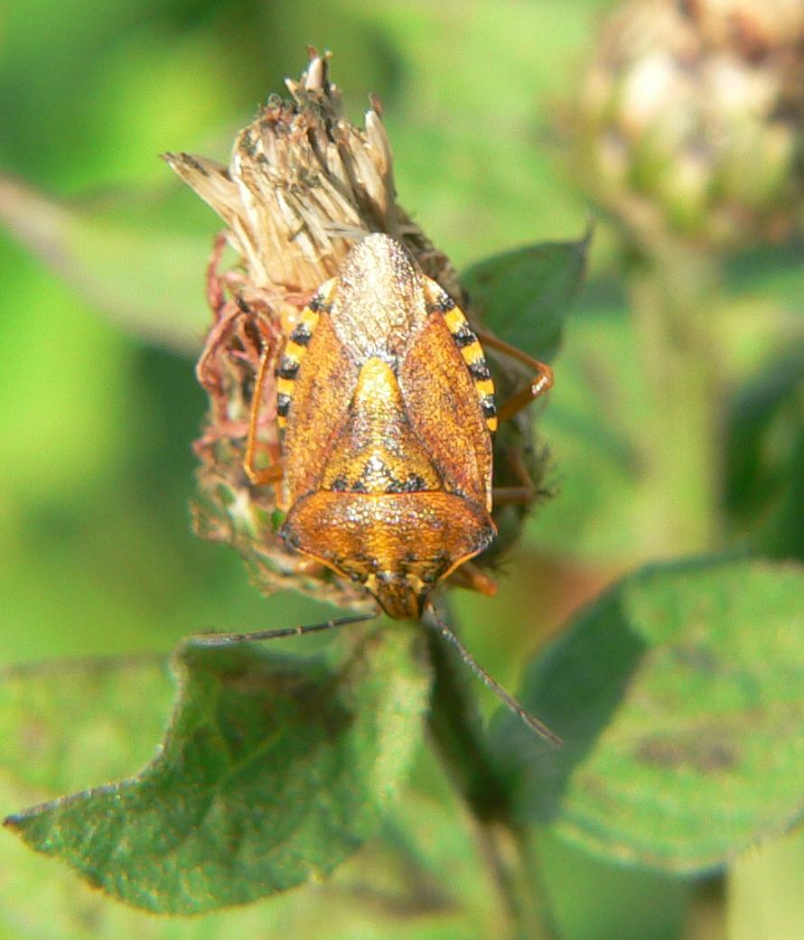 Carpocoris purpureipennis